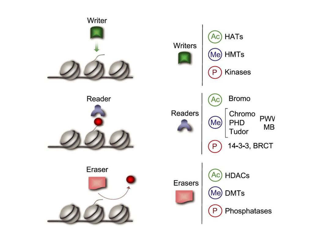 Role Of Histone Modification In Transcription Development Imprinting